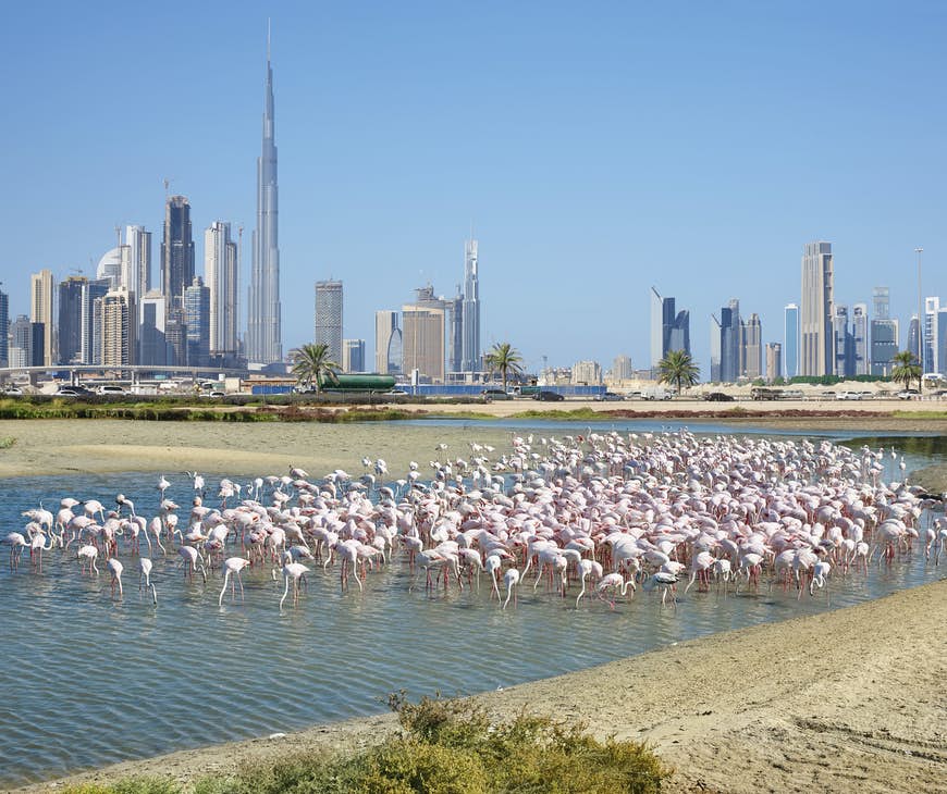 Flamingoer sitter i vattnet vid Ras Al Khor Wildlife Sanctuary i Dubai, Förenade Arabemiraten
