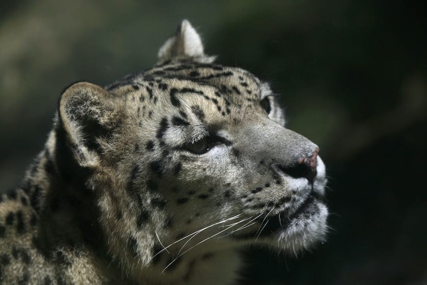 En närbild porträttbild av huvudet på en vit snöleopard