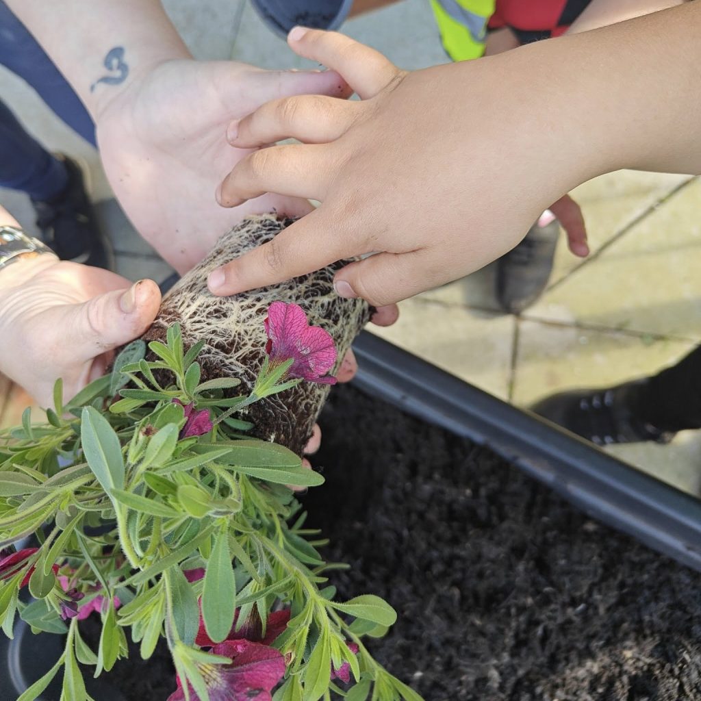 Photo of hands of child and play worker carefully looking at the roots of a red flowering plant.