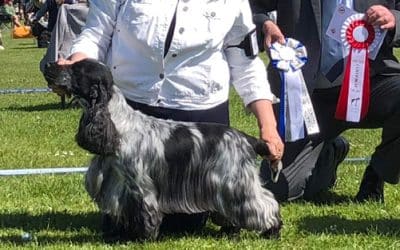 Euro Spaniel Show