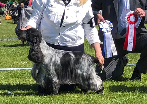 Euro Spaniel Show