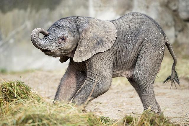 U Beču rođena prva beba afričkog slona nakon 2013. godine