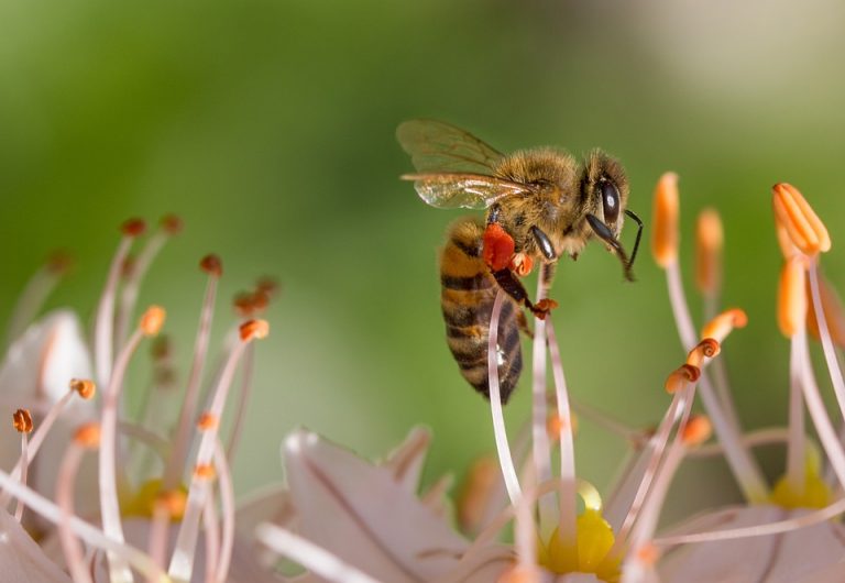 Pčela je proglašena najvažnijim bićem na planetu