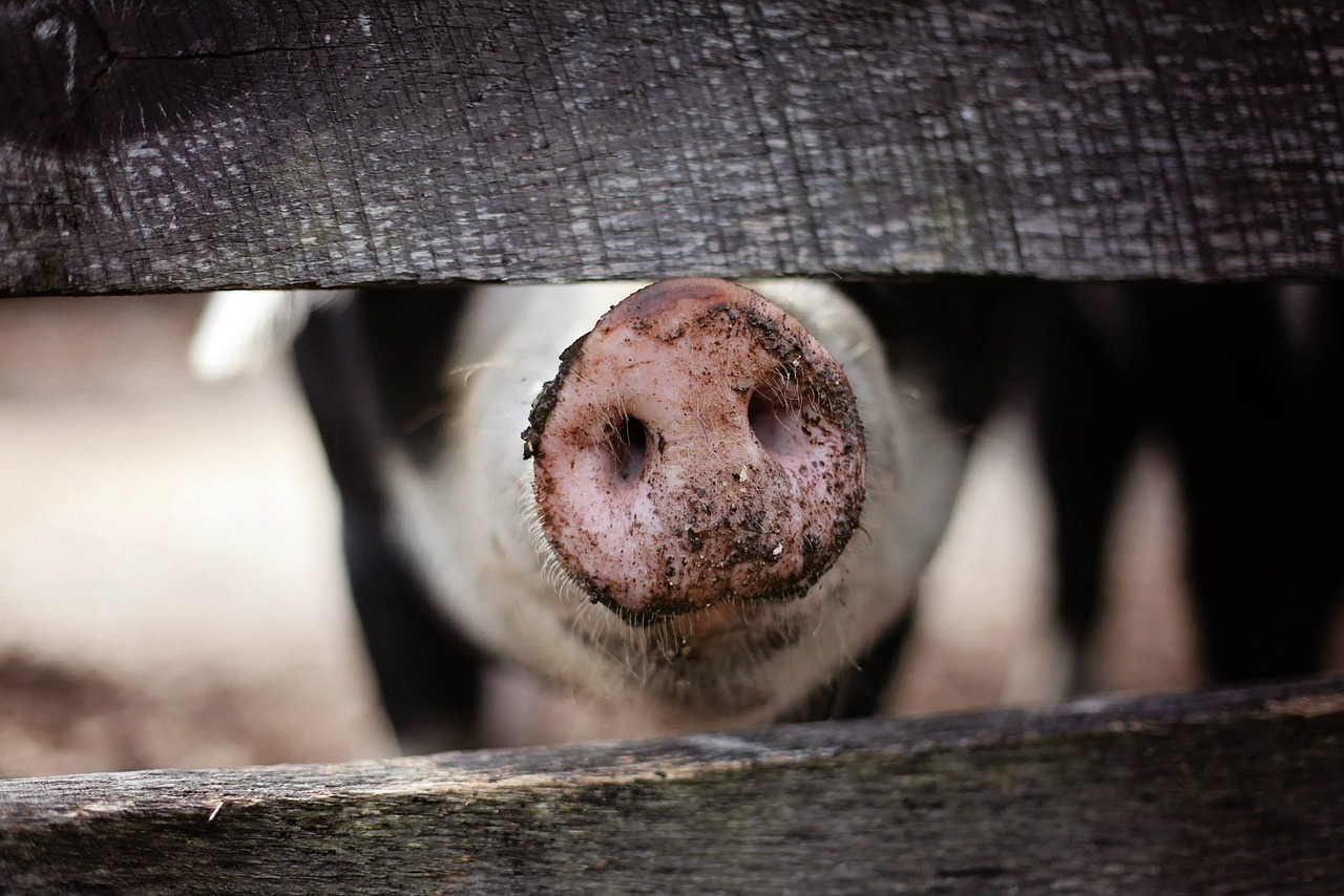 Ultimatum iz Europske komisije: Imate mjesec dana za zaklati 50 tisuća svinja