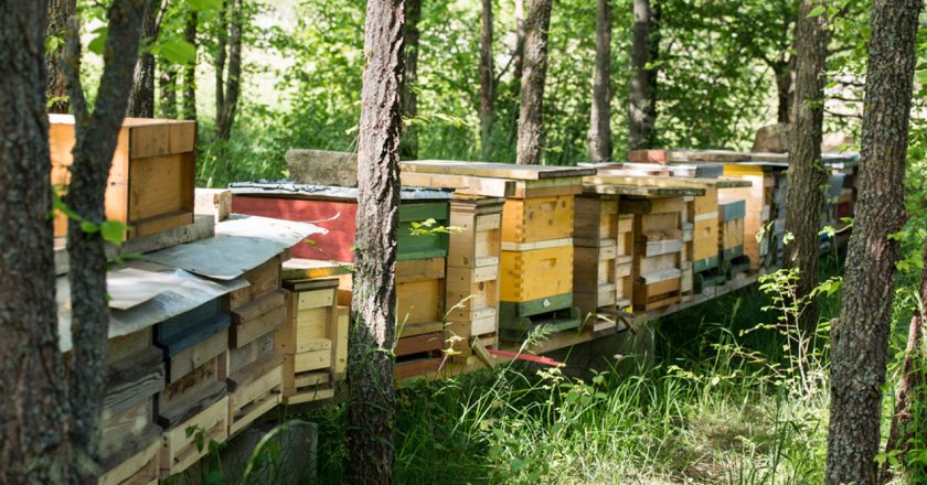 Platforma za upoznavanje pčela i medonosnog bilja odsad i u Beču