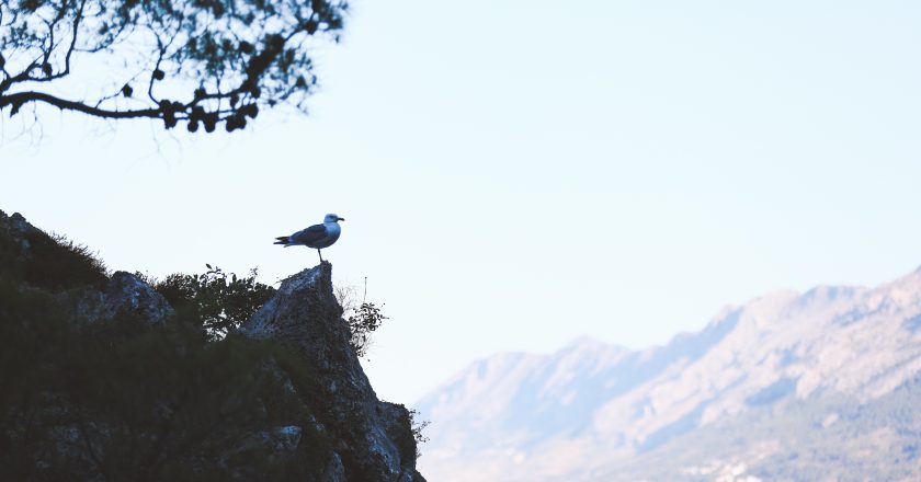 Ukrajinka devastirala prekrasan zaljev, opustošila šumu i gradila bez dozvole