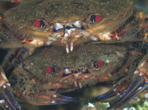 Two velvet swimming crabs