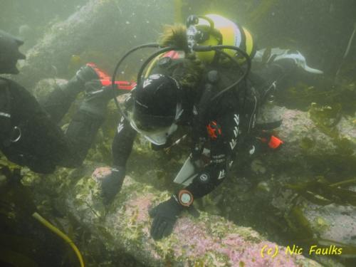 Diver  cleaning the  cannon