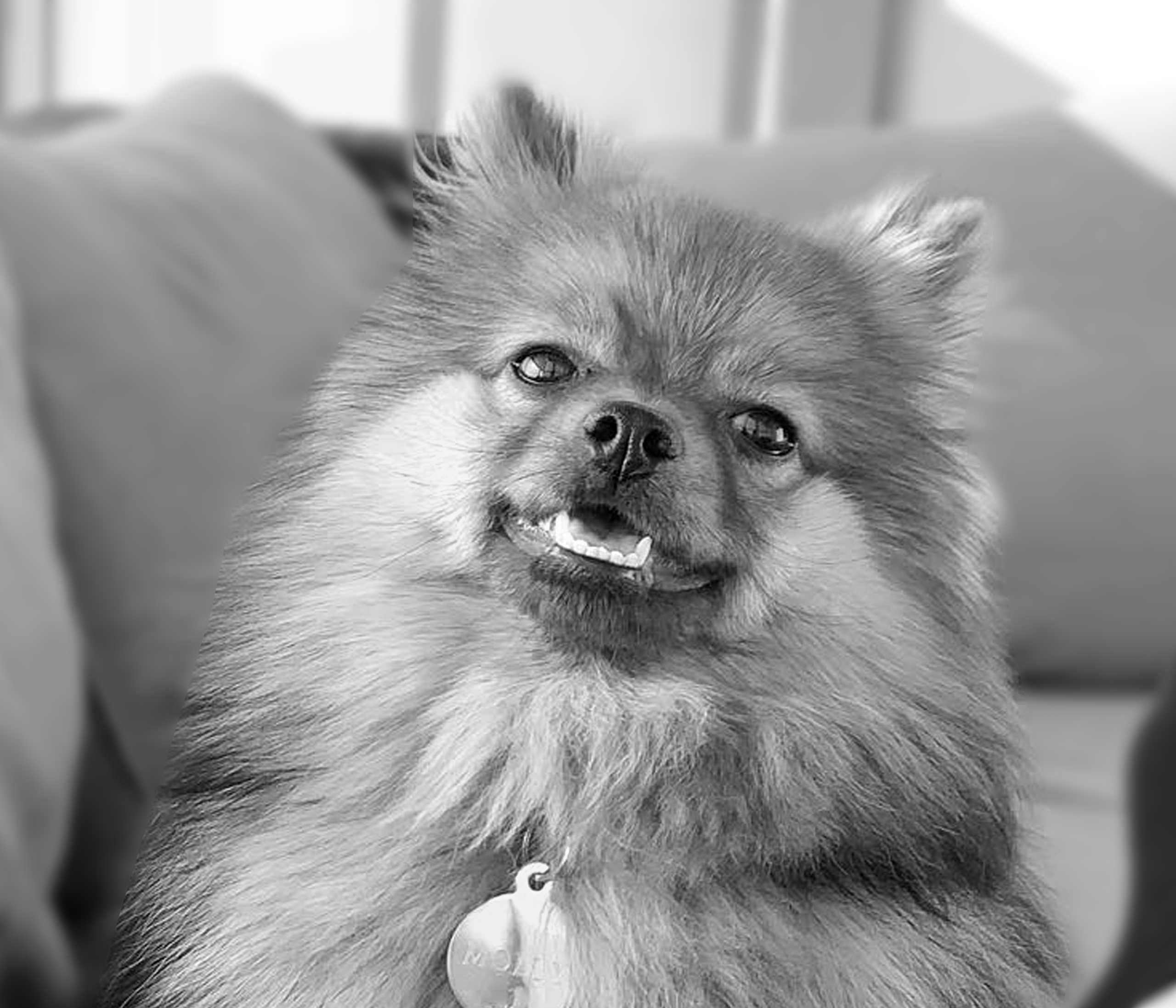 molly2