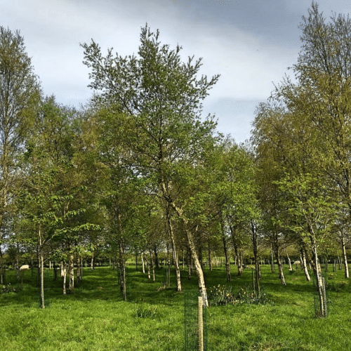 natural-burial-grounds