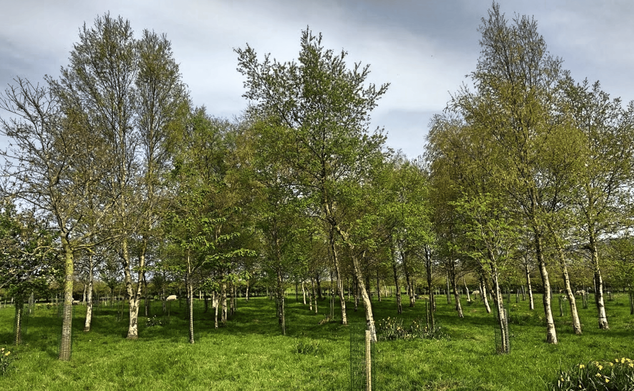 natural-burial-grounds
