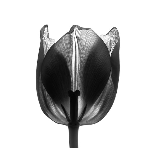 Tulip,Flower.,Easter,Or,Valentine's,Day,Greeting,Card.,Isolated,On