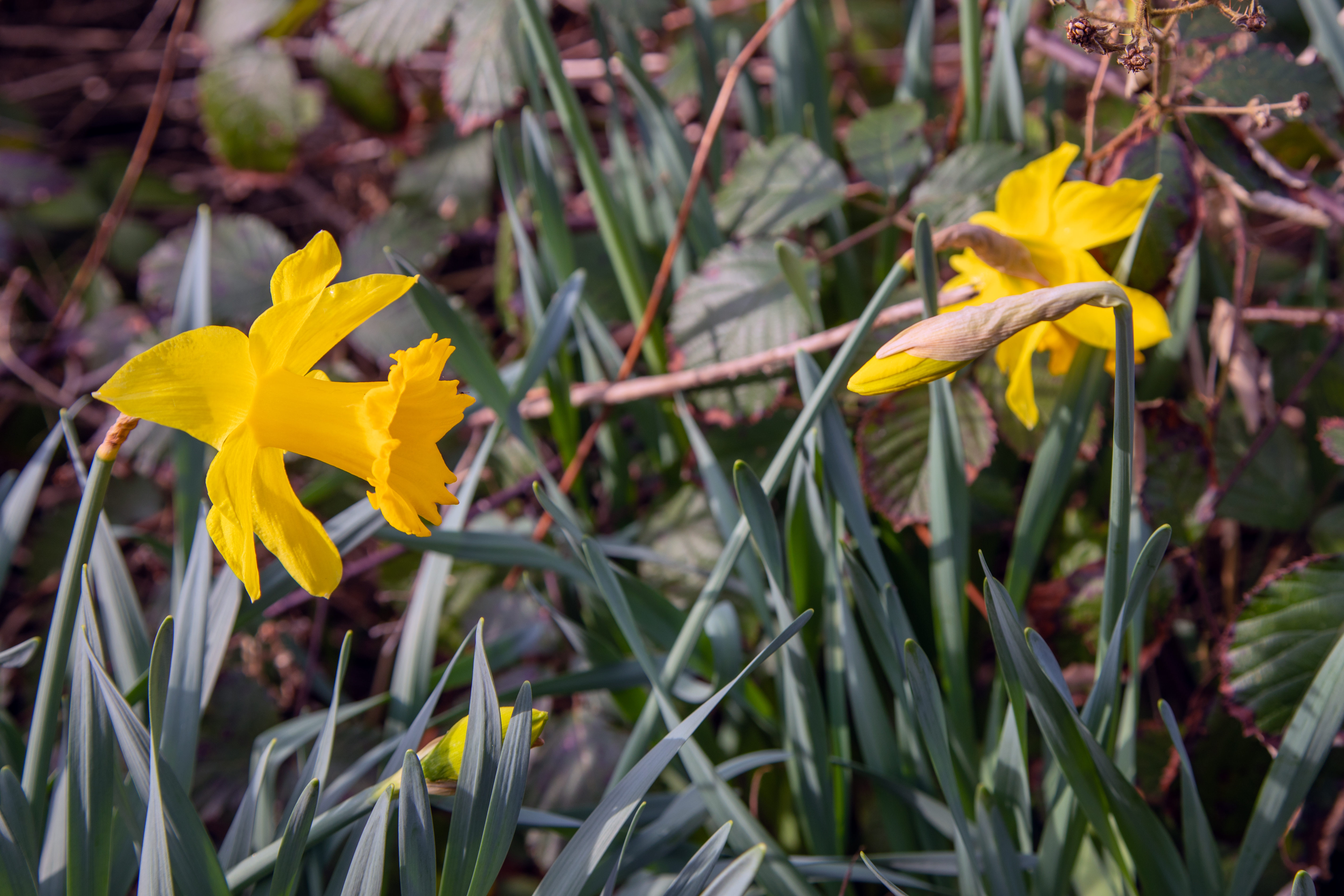 daffodil2