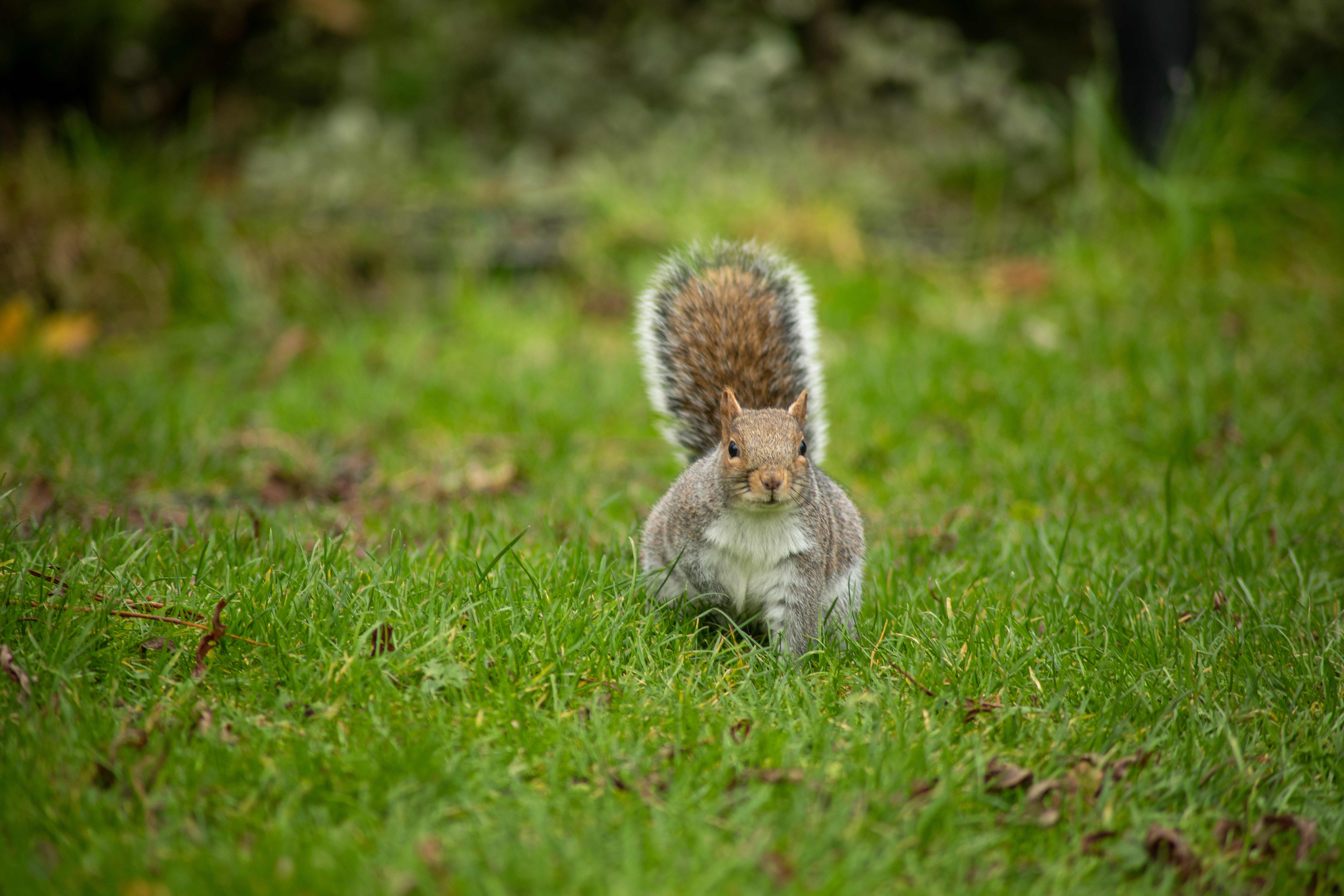 squirrel2101224