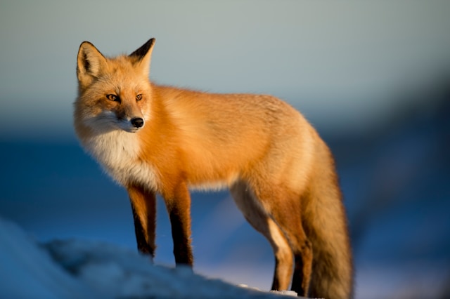 red fox on snowy hill