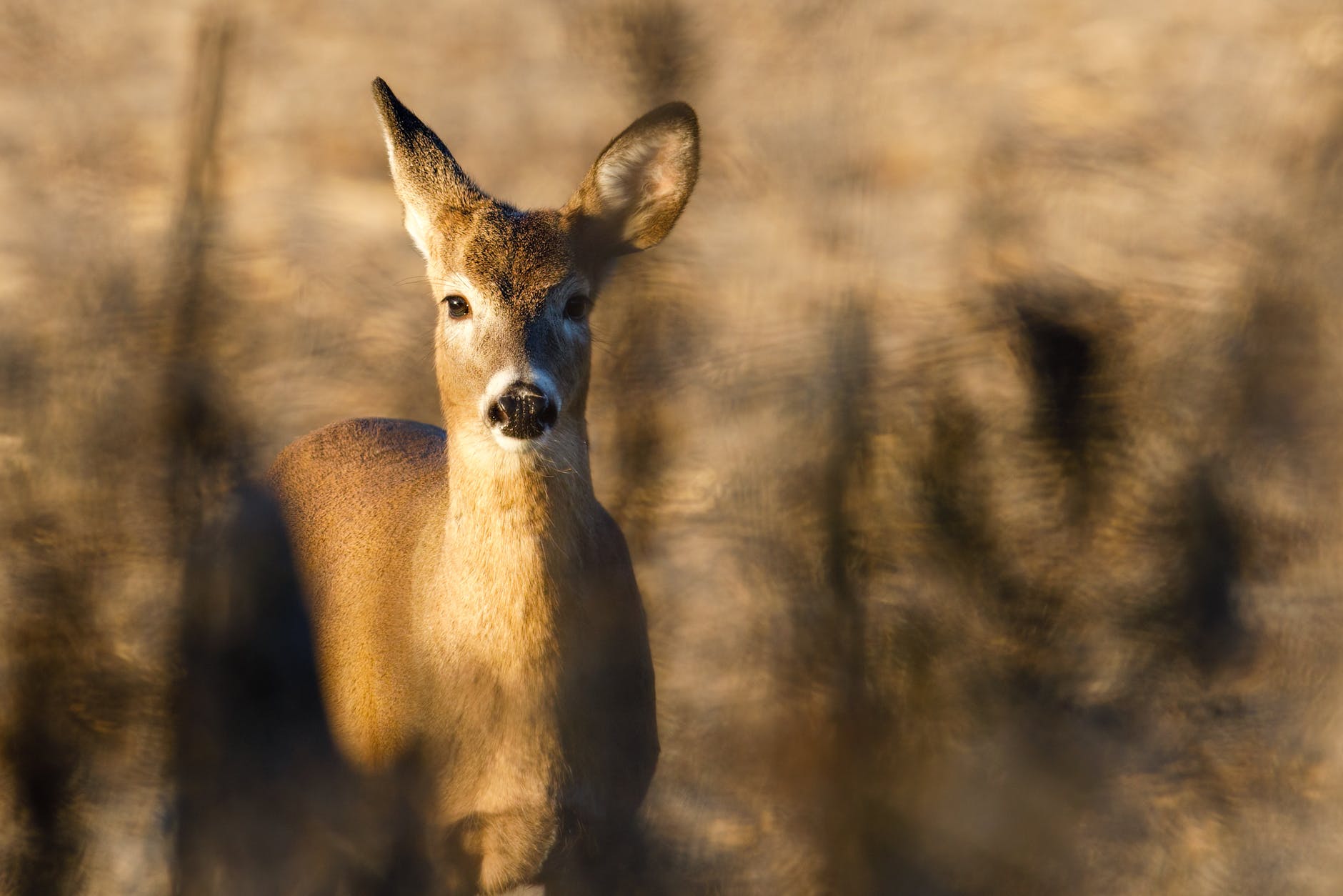 brown deer in close up photography