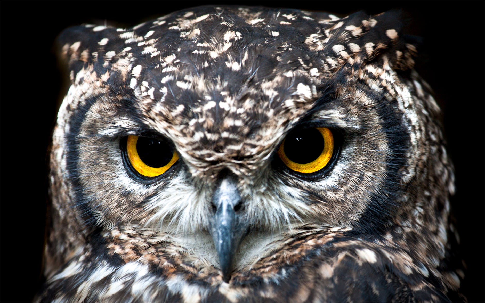 close up photography of owl