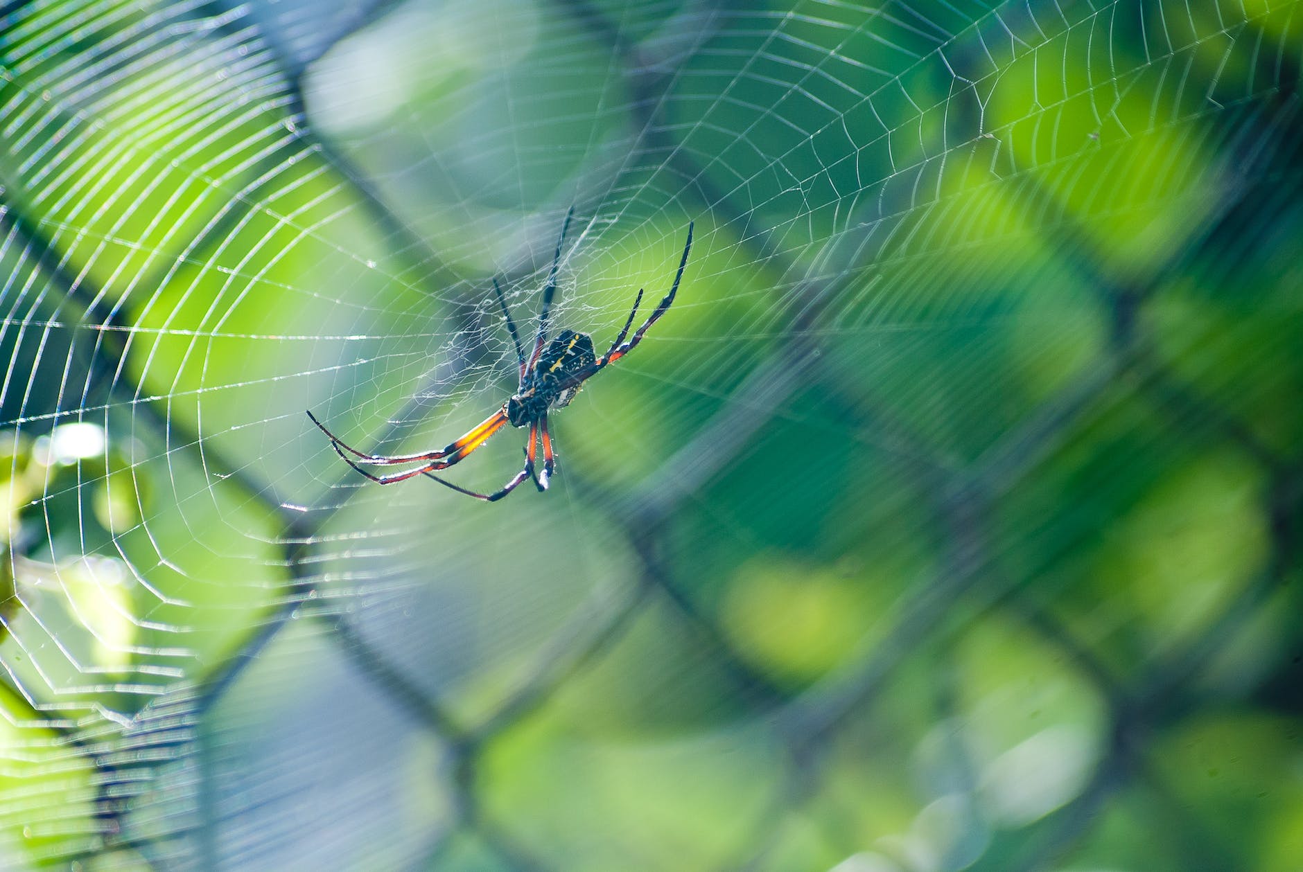 abstract arachnid blur bright