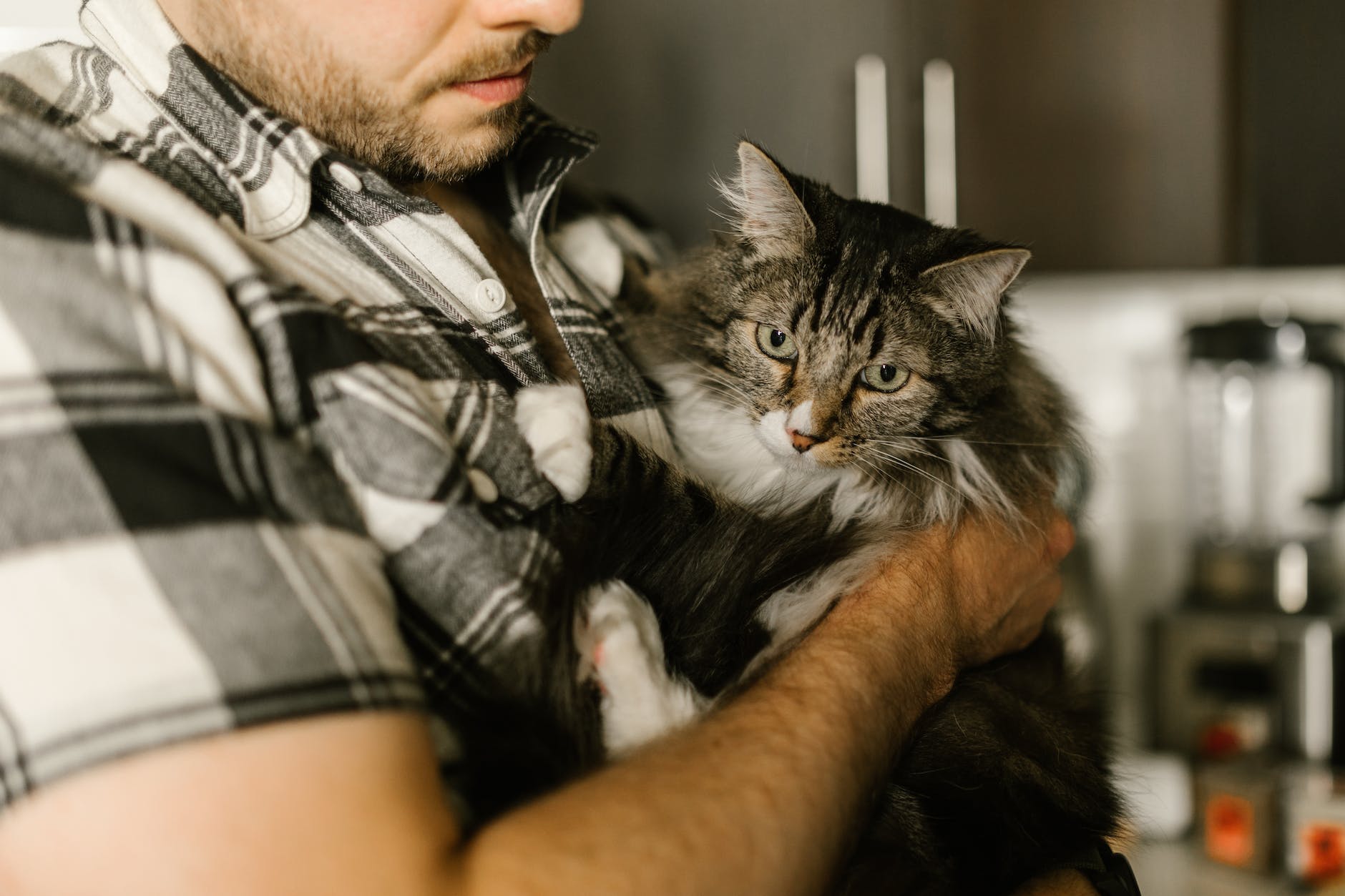 person holding gray and white tabby cat