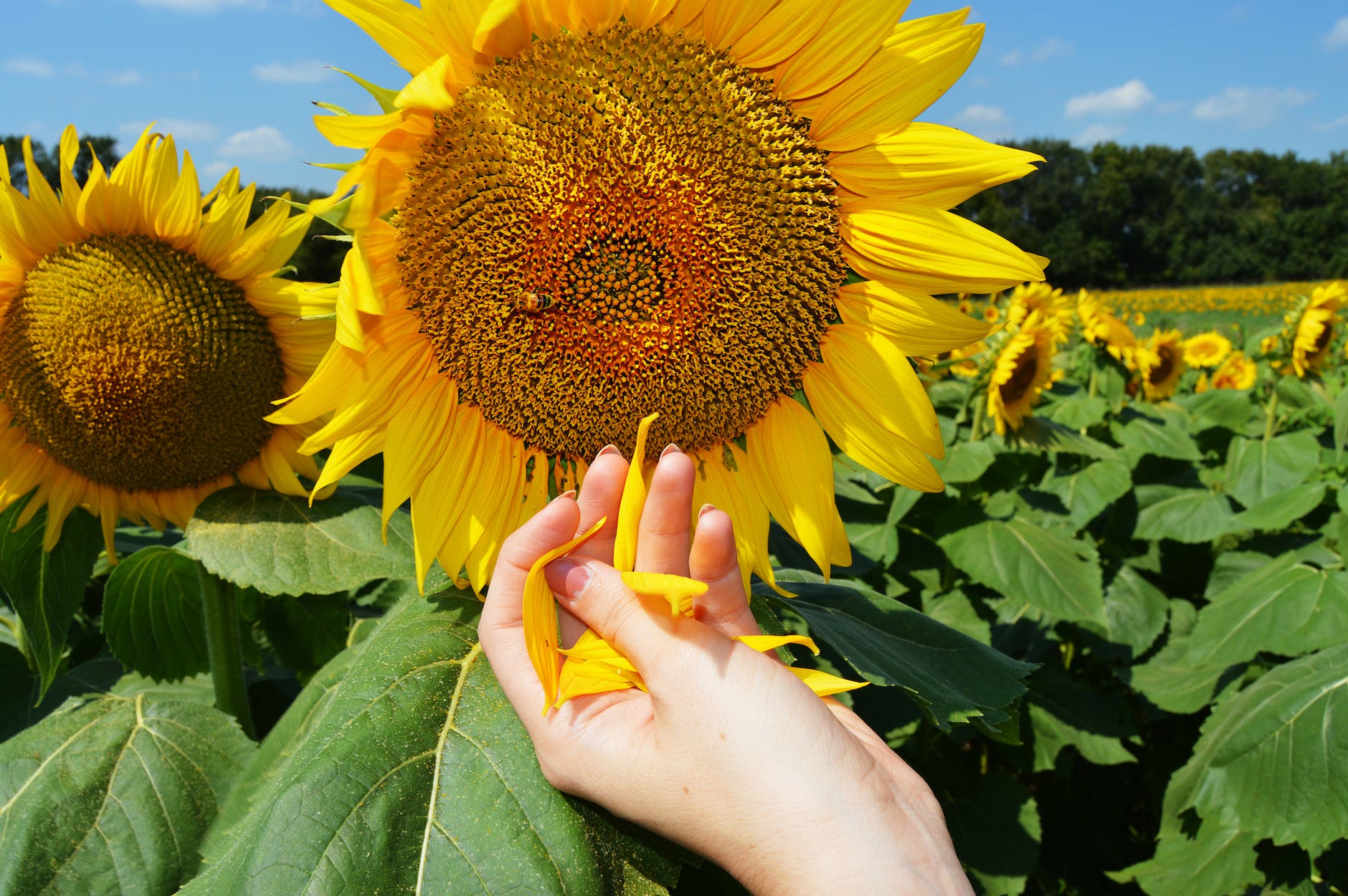 close up shot of a person touching a sunflower