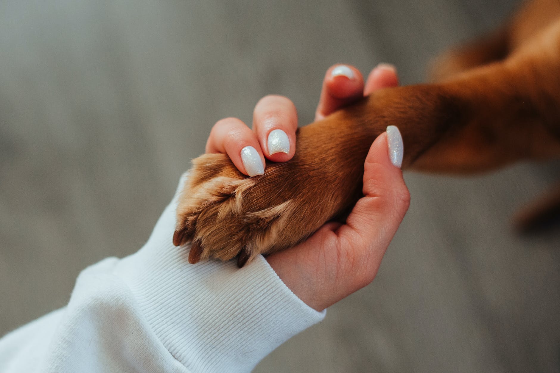 unrecognizable woman holding paw of dog