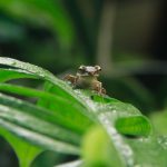 frog on leaf in the rainy season