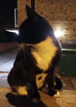 Cat sitting on wall