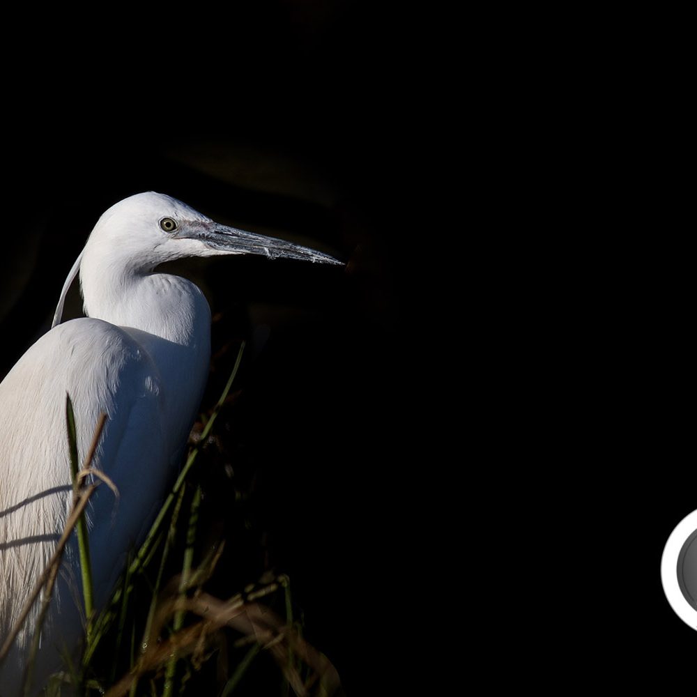 Herons