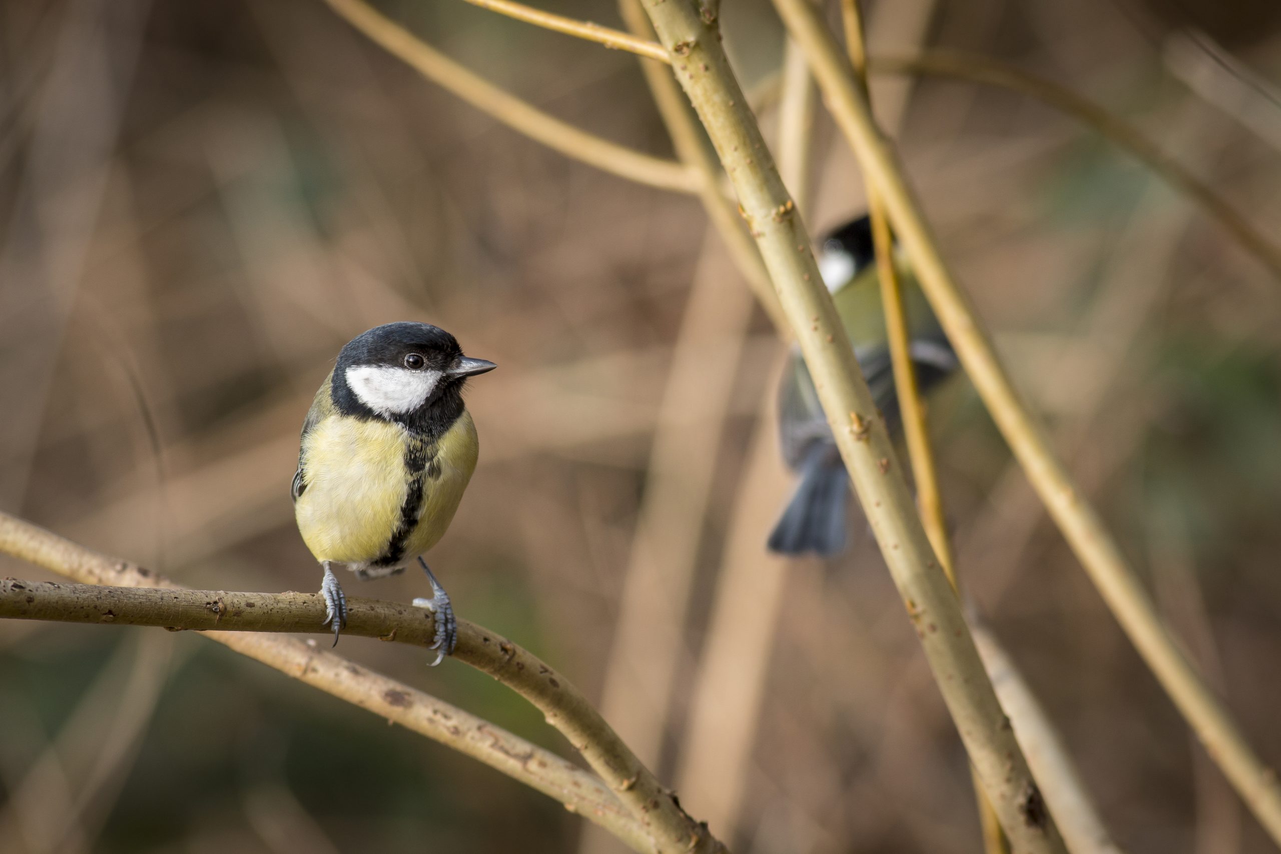 great tit