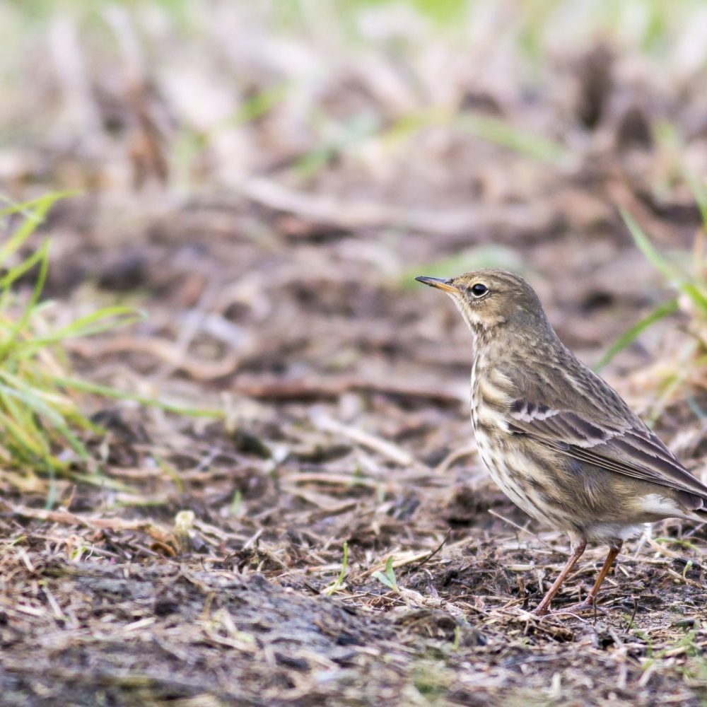 Pipits & Wagtails