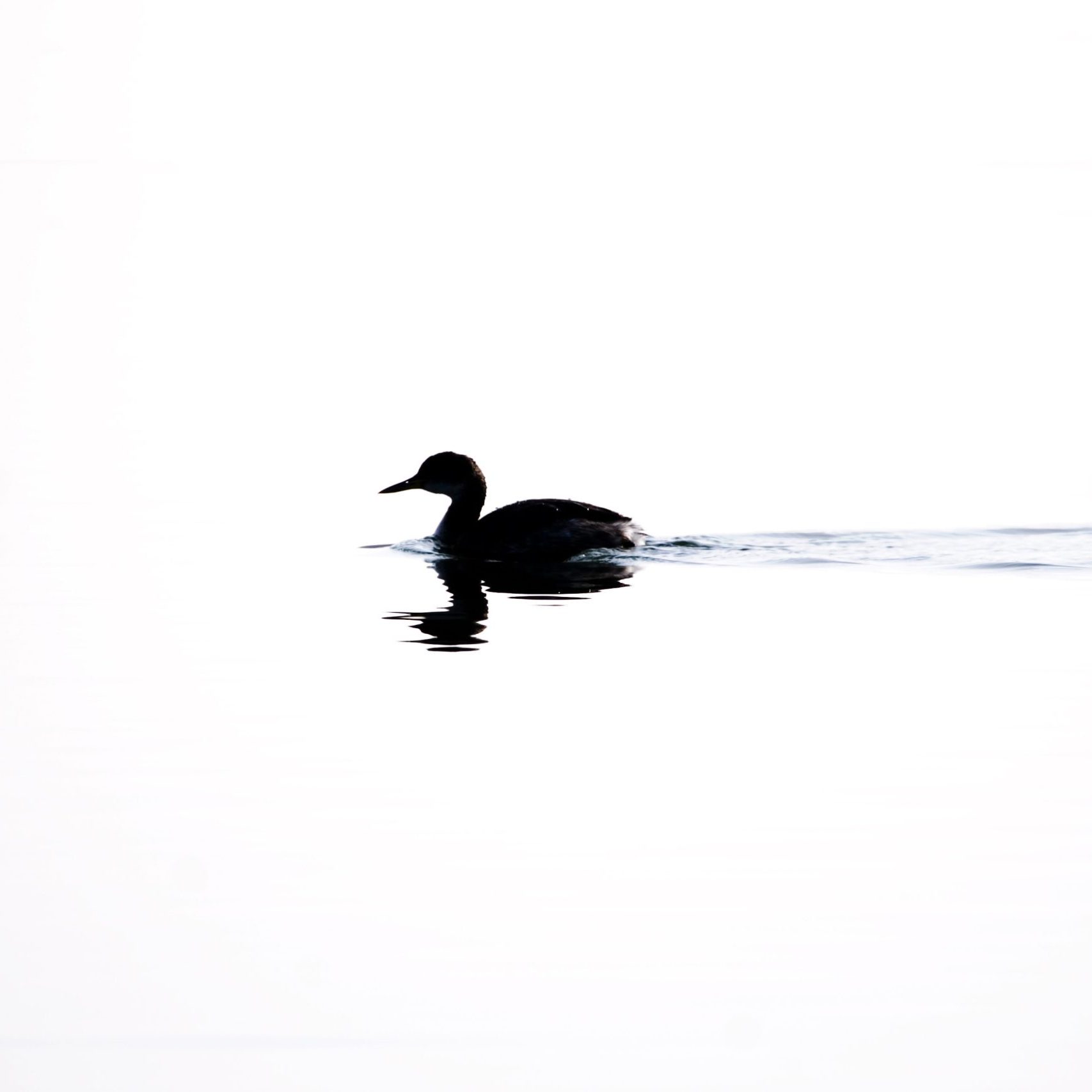 Red-necked GRebe