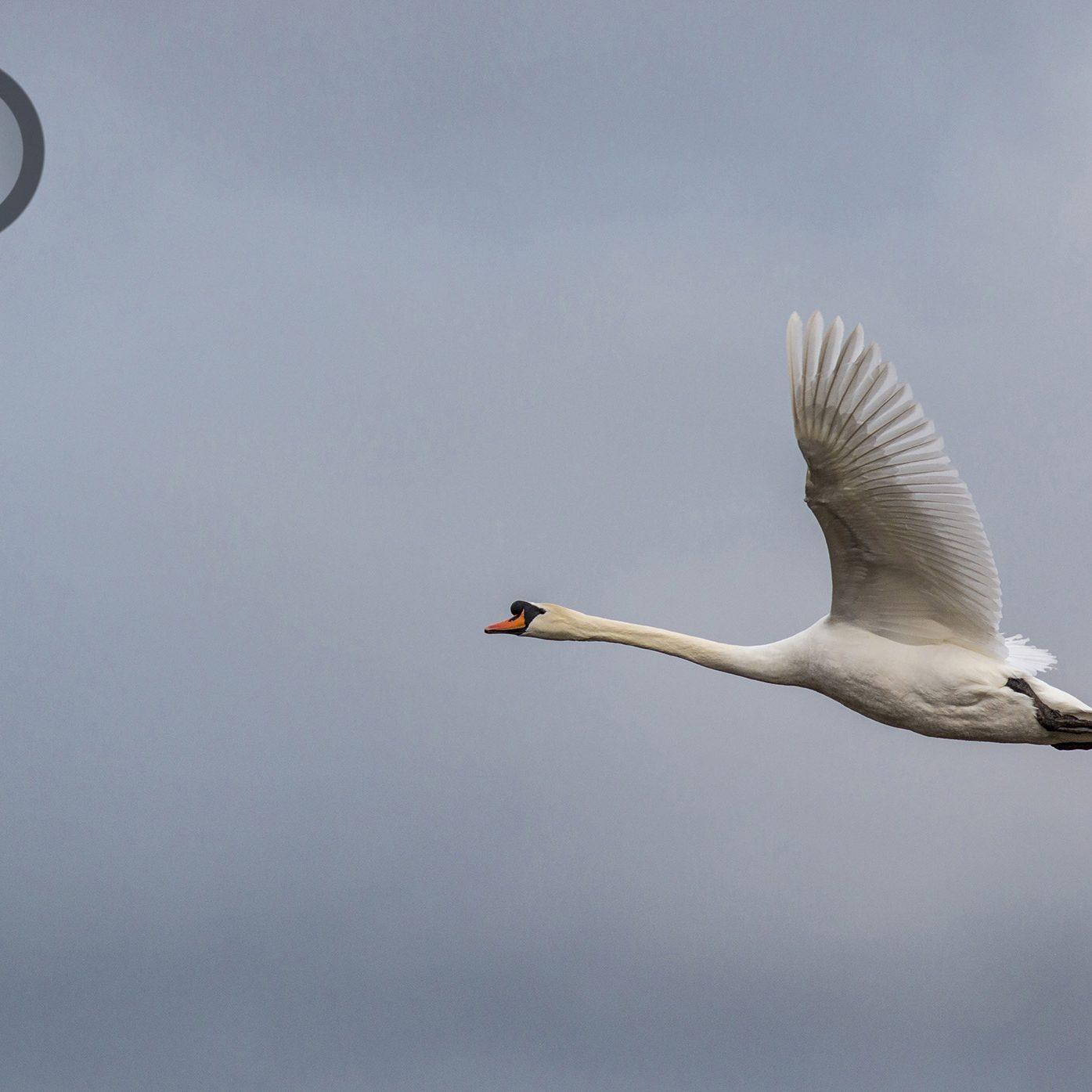 Mute Swan