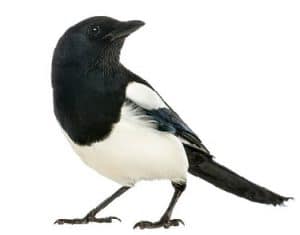 Acerca de