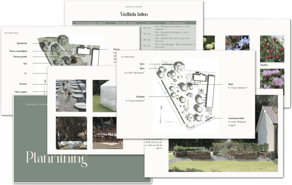 Exempel på vad som ingår i paket tre, trädgårdsdesign. Planritning, illustrationsbild, växtlista, växtporträtt, ljussättning.