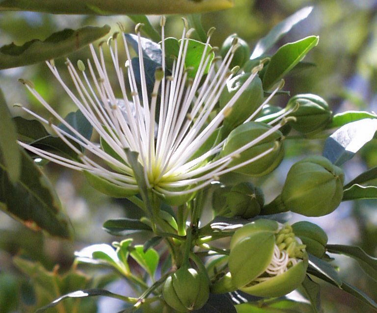 Rasistiske plantenavn fjernes