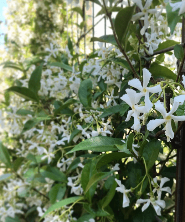 Toscaanse Jasmijn in de tuin