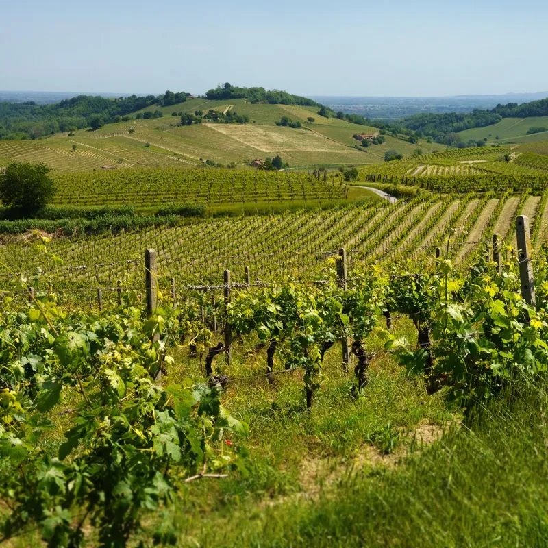 Barbera wijnen piemonte