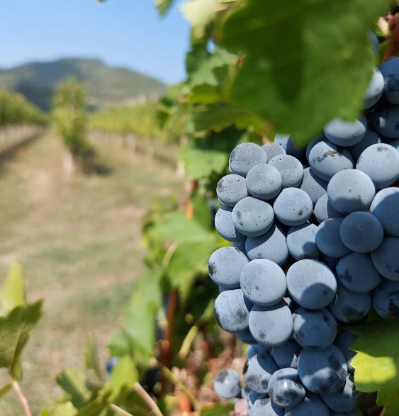 Strada del Vino wijnroute in Italië