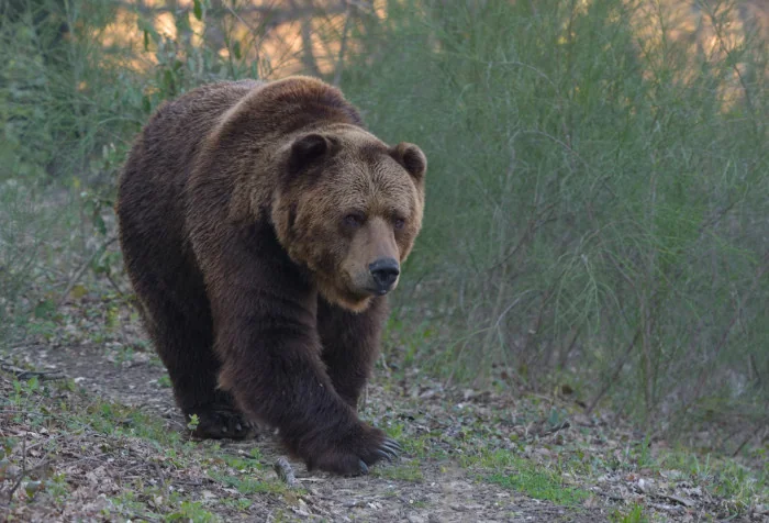 Een gids voor de beste dierentuinen in Toscane