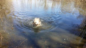 10 agriturismo's in Italië waar je hond mee mag