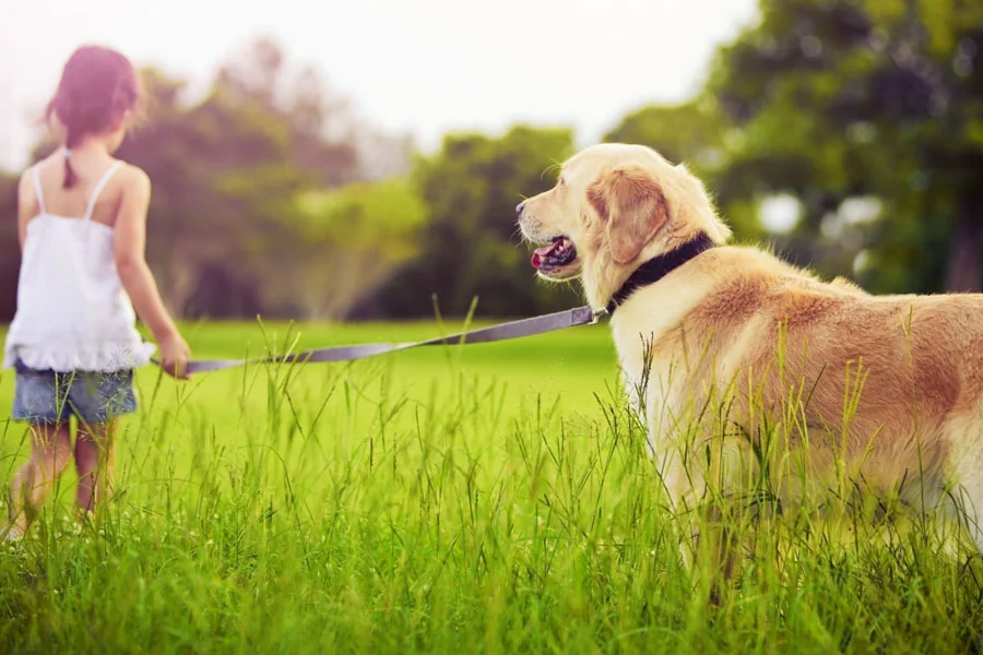 Met de hond naar Italië