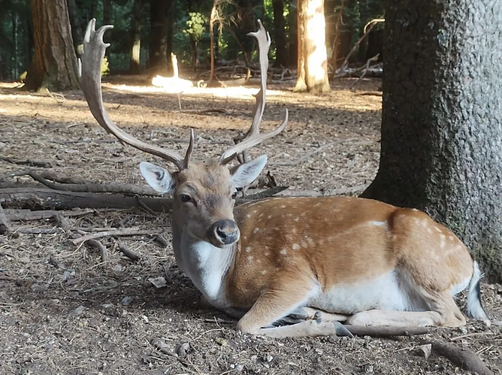 wandelen in Puglia Foresta Umbra