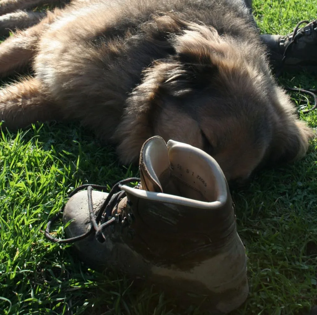 Met de hond naar Italië