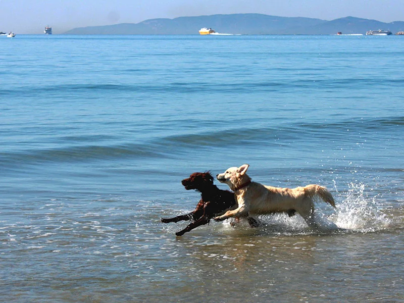 Vakantie met de hond mee naar Italië