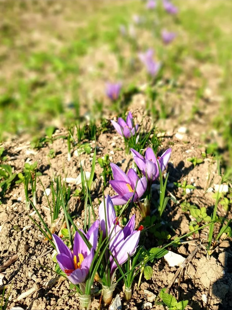 kleinschalige agriturismo Le Marche