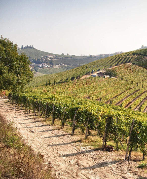 Barbera wijnen piemonte