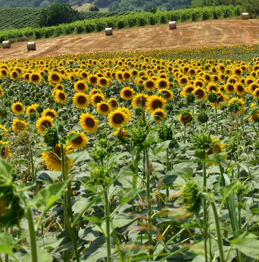 monferrato piemonte