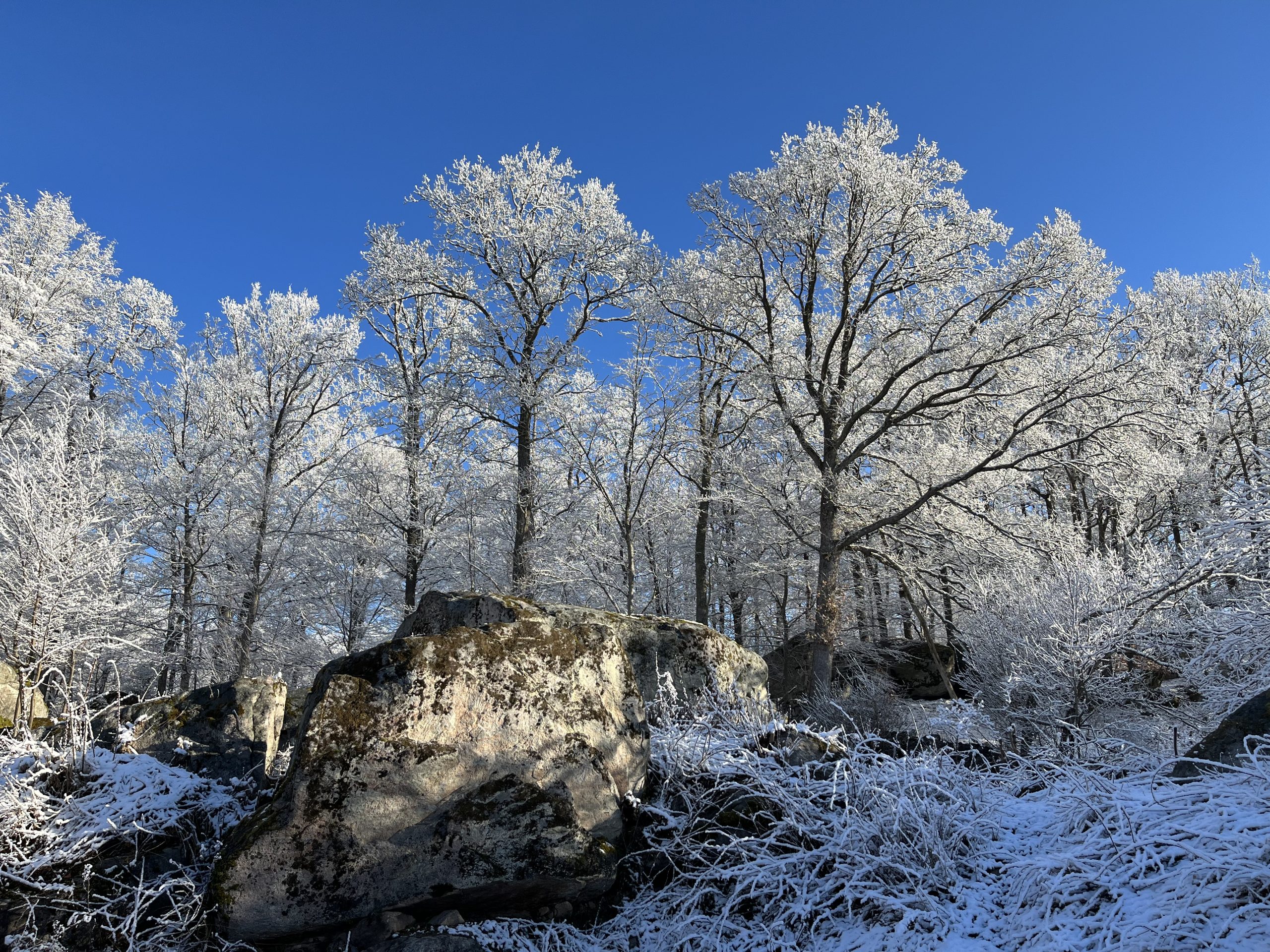 de achtertuin in de winter