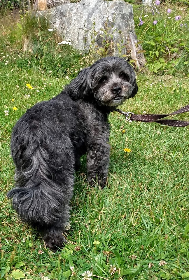 Friskmeldt og sommerfin