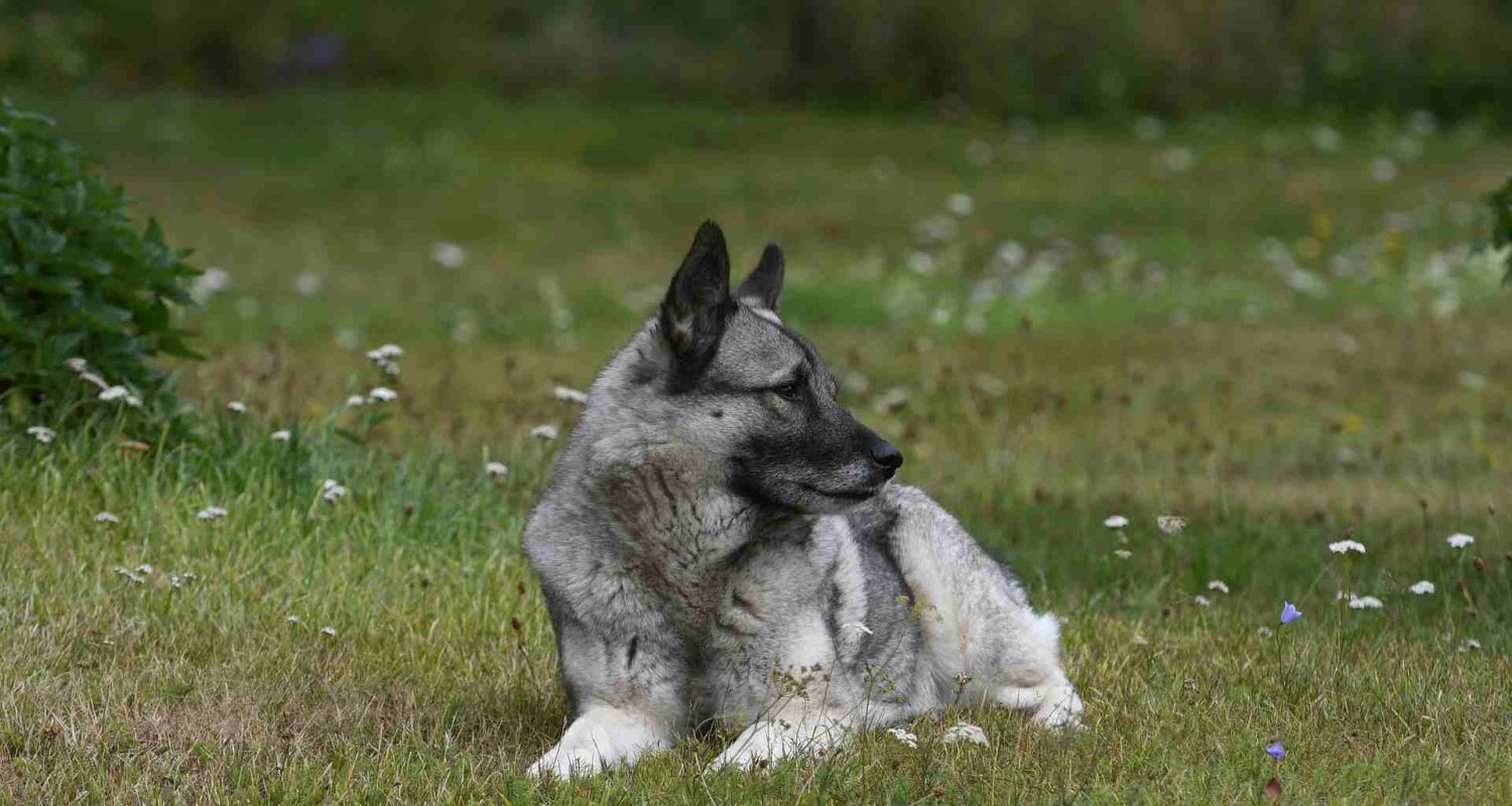 elkhound elkhound